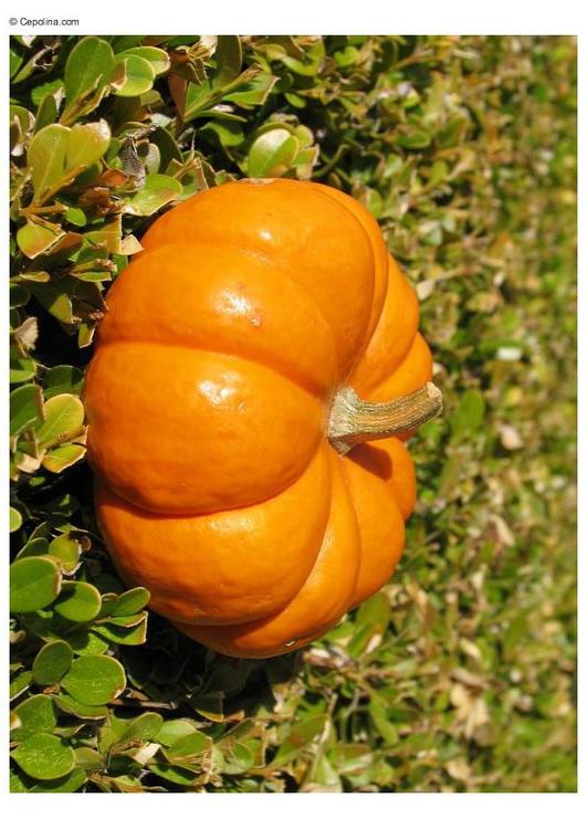 Melone