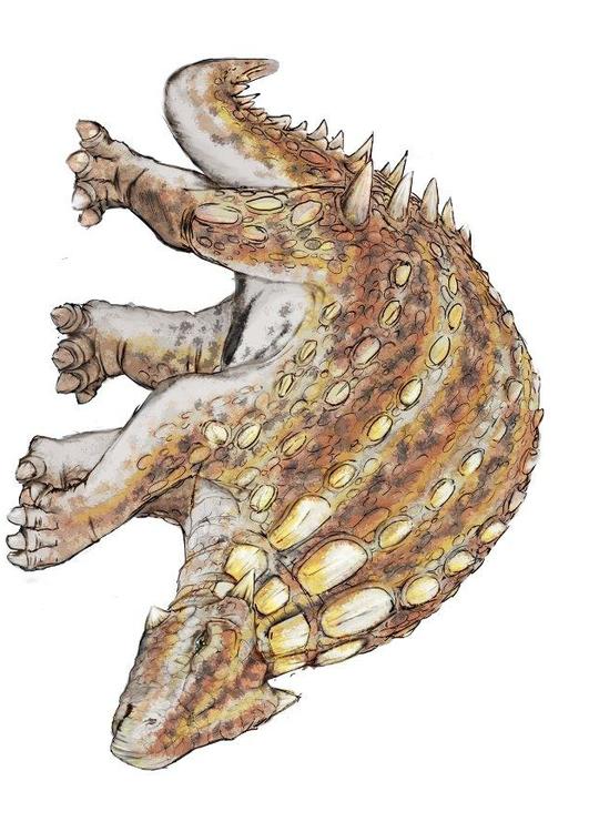 Minmi parvertebra