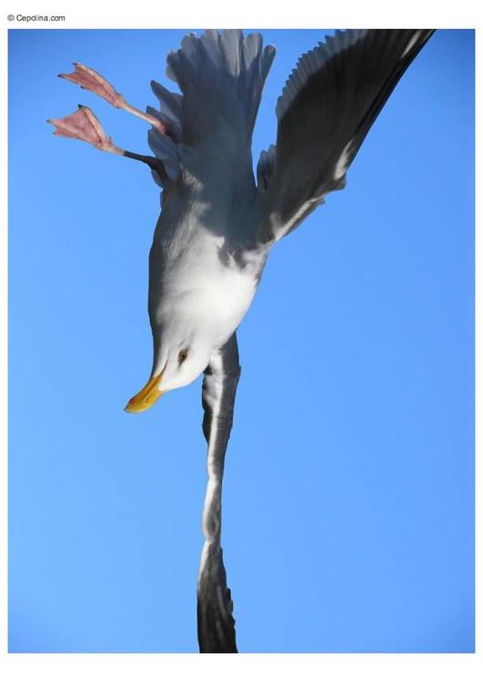 Möwe