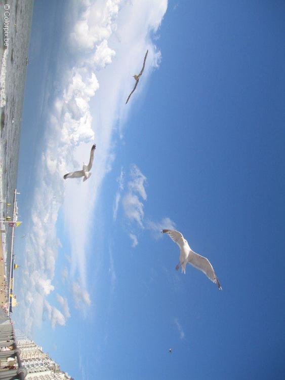Möwen am Strand 3