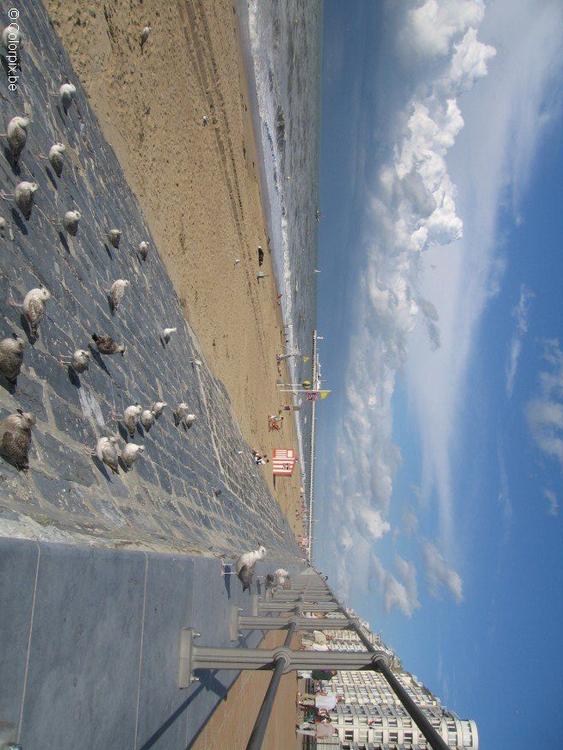 Möwen am Strand 4