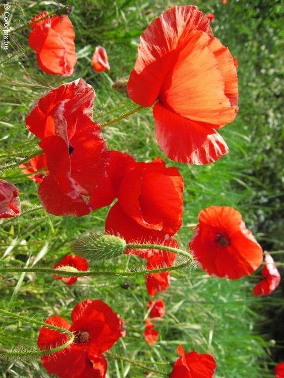Mohnblume 3