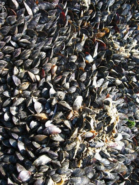 Muscheln 2