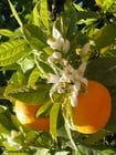 Fotos Orangen mit Orangenblüten