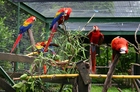 Fotos Papageien im Käfig