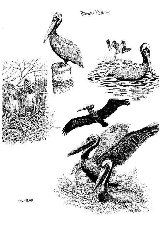 Pelikan