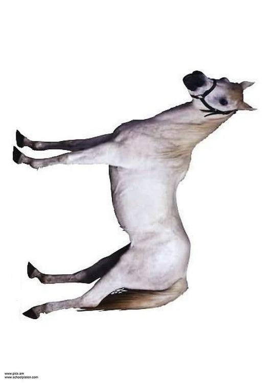 Pferd