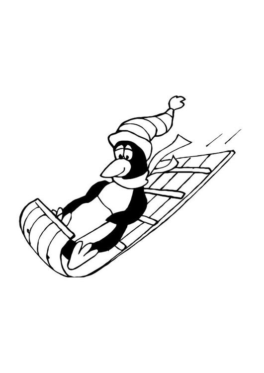 Pinguin auf dem Schlitten