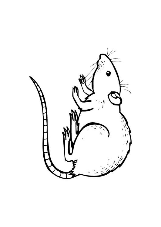 Ratte