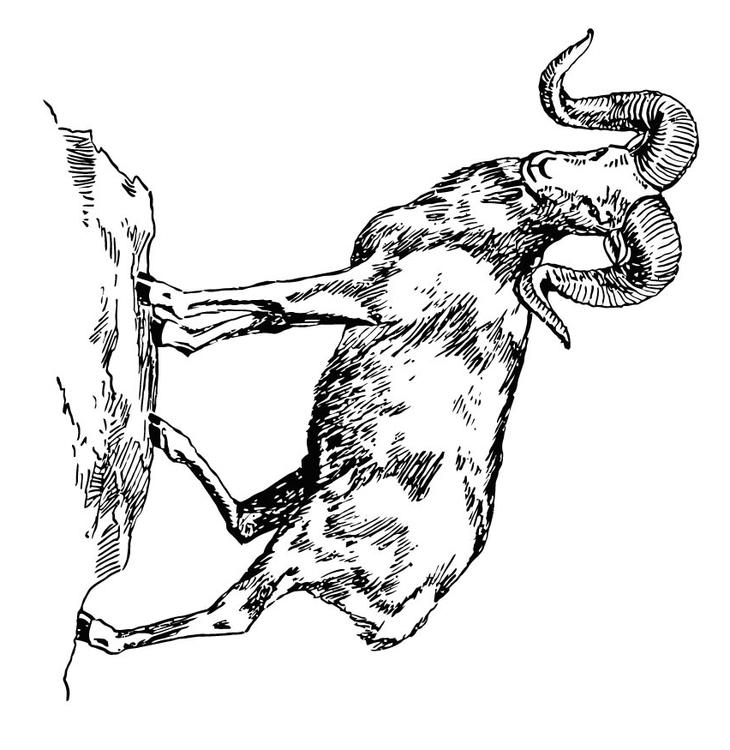 Riesenwildschaf - Argali