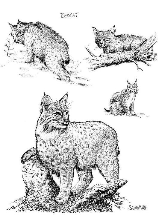 Rotluchs