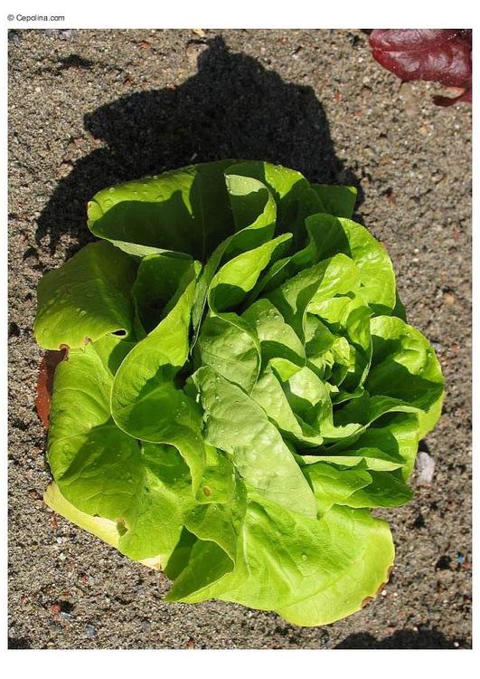 Salat