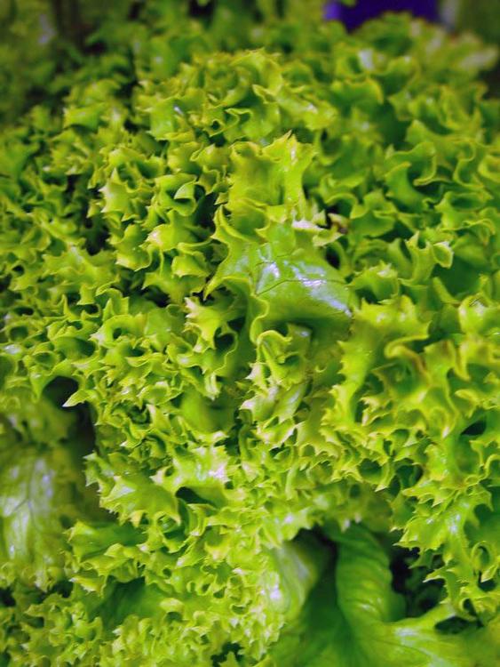 Salat