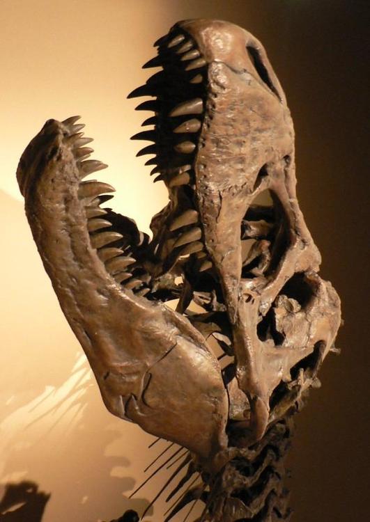 SchÃ¤del Tyranosaurus Rex