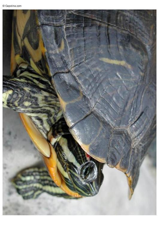 Schildkröte