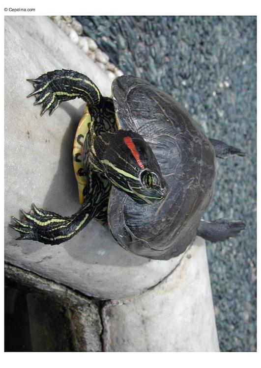 Schildkröte