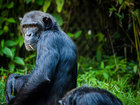 Fotos Schimpanse