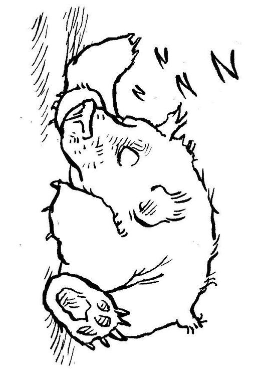 schlafender Bär