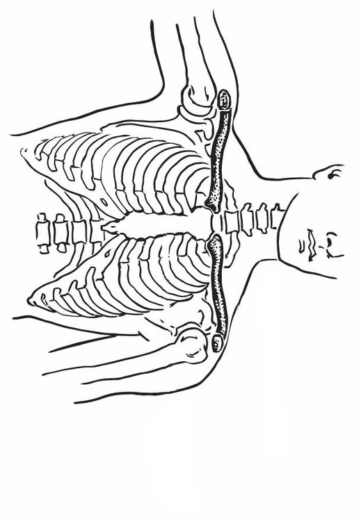 Schlüsselbein und Brustbein