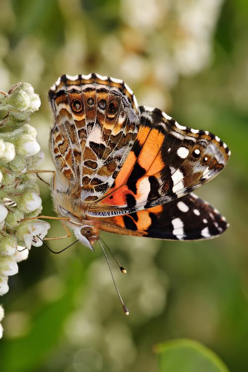 Schmetterling - Australische painted Lady