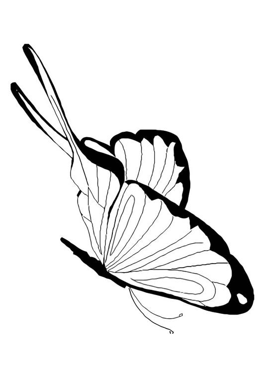Schmetterling