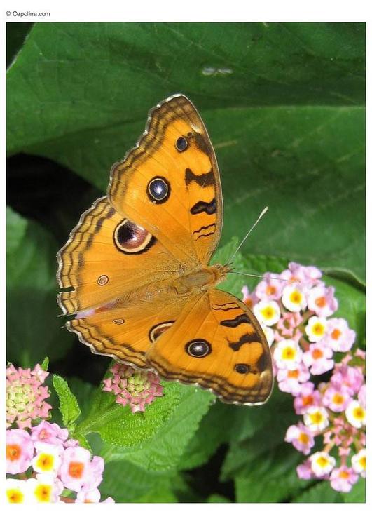 Schmetterling