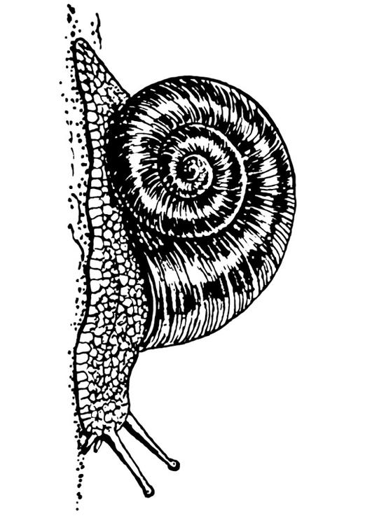 Schnecke