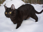 Fotos schwarze Katze
