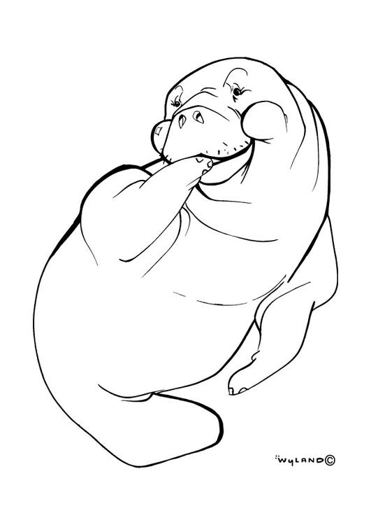 Seelöwe