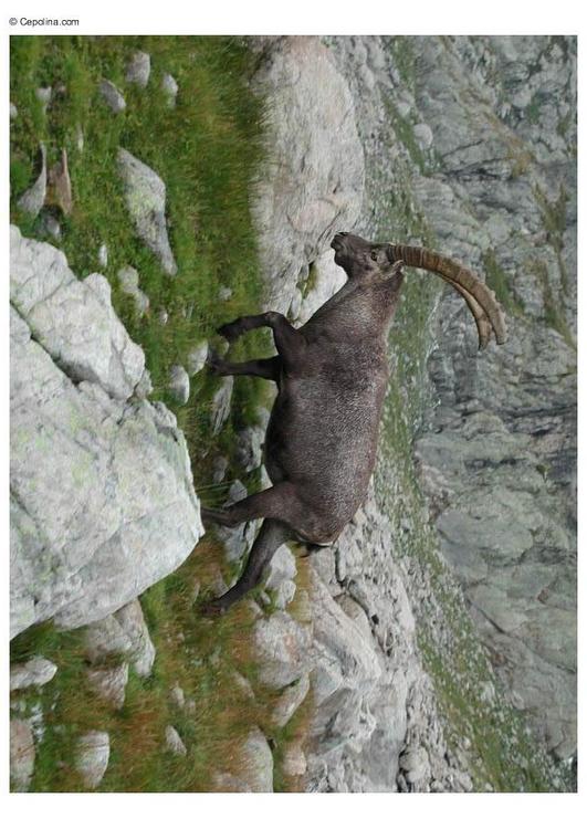 Steinbock 2