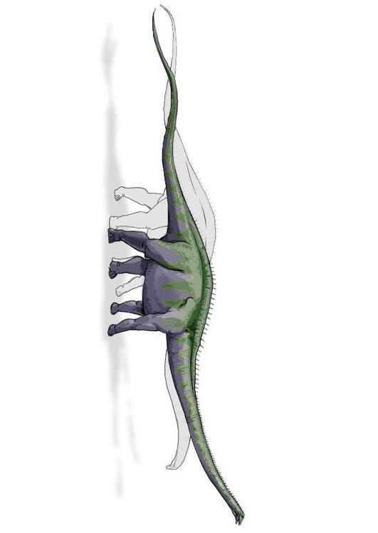 Supersaurus Dinosaurus