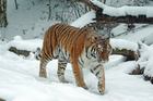 Fotos Tiger im Schnee