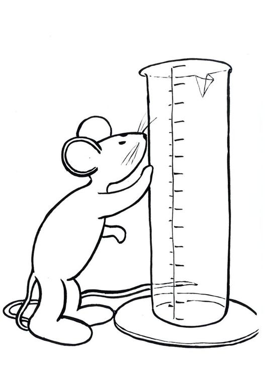 Transi, die Maus