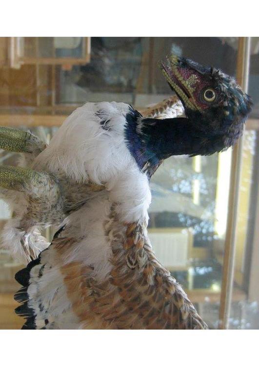 Urvogel (Archaeopteryx)