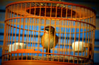 Fotos Vogel im Käfig - Gefangenschaft