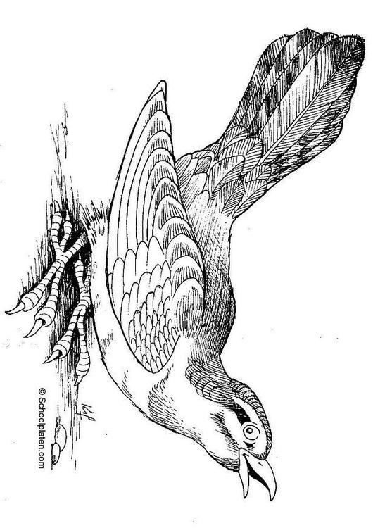 Vogel