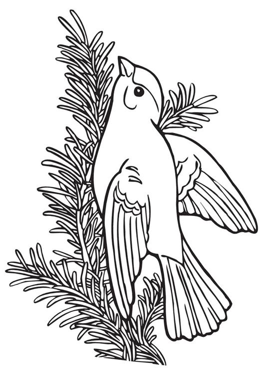 Vogel