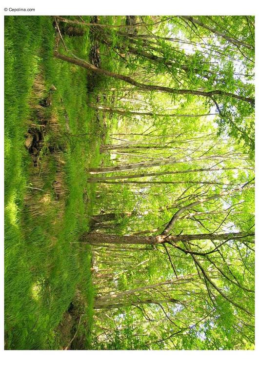 Wald