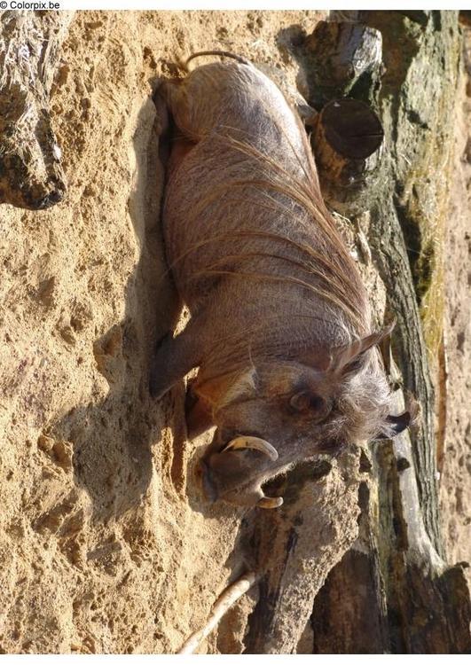 Warzenschwein