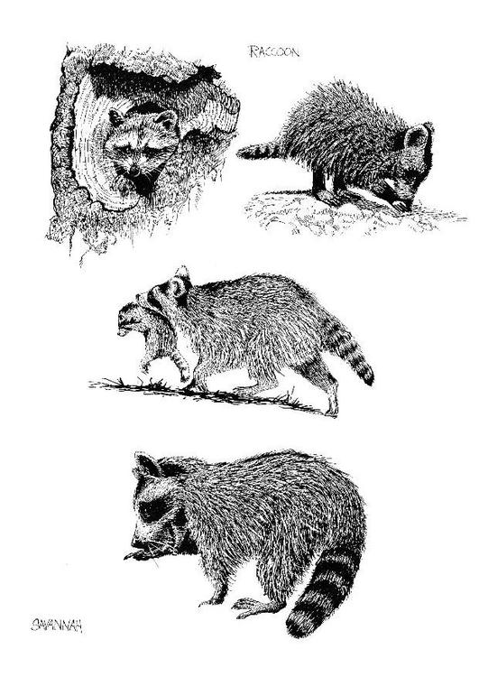 Waschbär