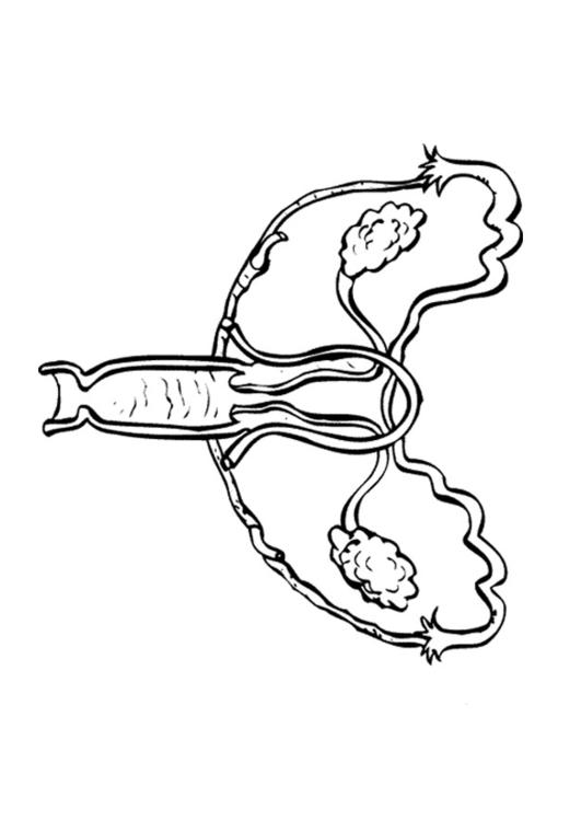 Weibliches Fortpflanzungsorgan
