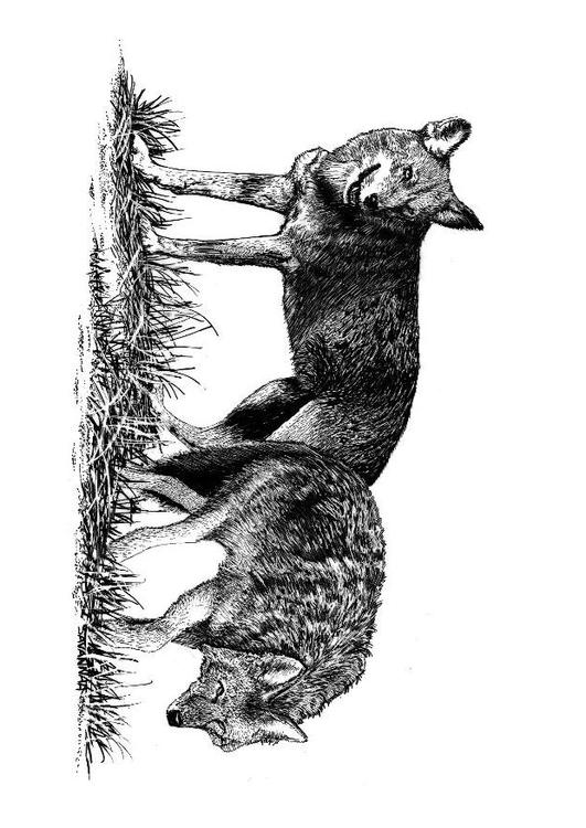 Wölfe
