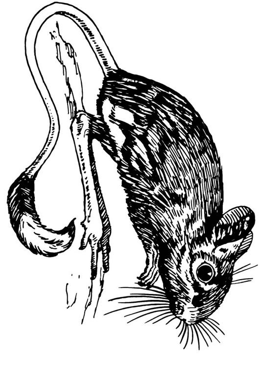 Wüstenspringmaus