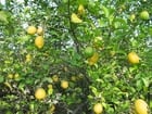 Fotos Zitronenbaum