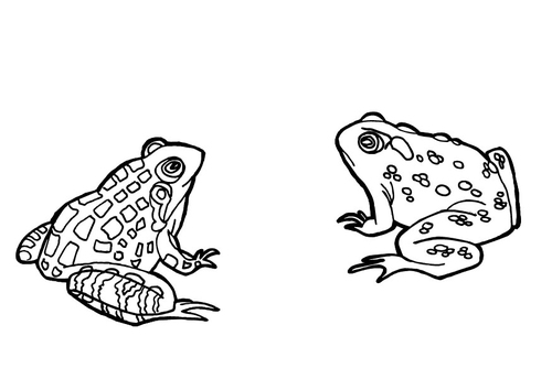 Frösche