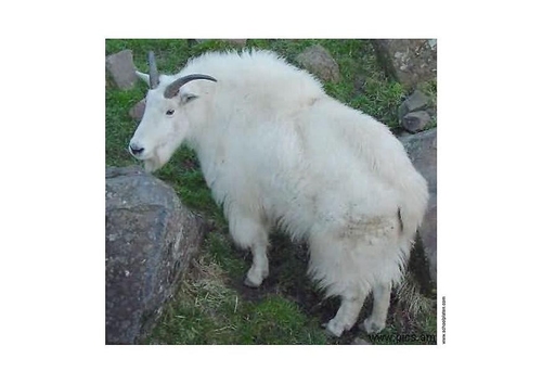 Foto Gämse