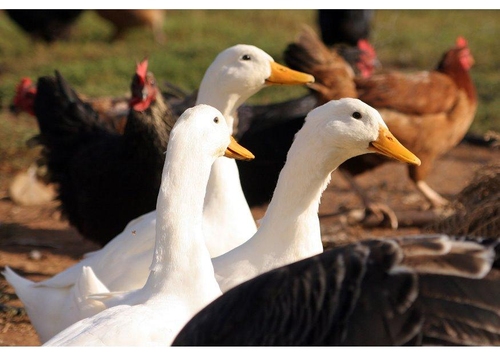 Foto Gänse und Hühner