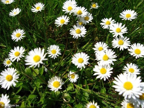 Foto Gänseblümchen 1