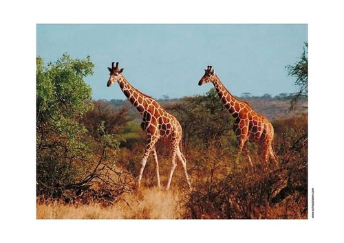 Giraffen