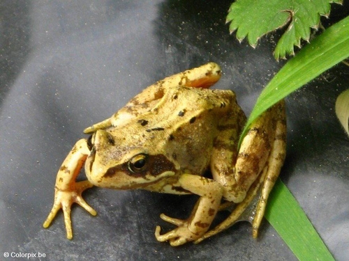 Grasfrosch 1